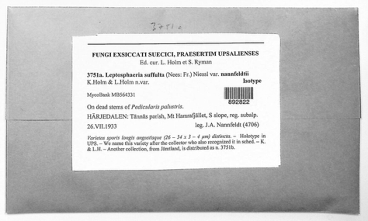 Leptosphaeria suffulta image
